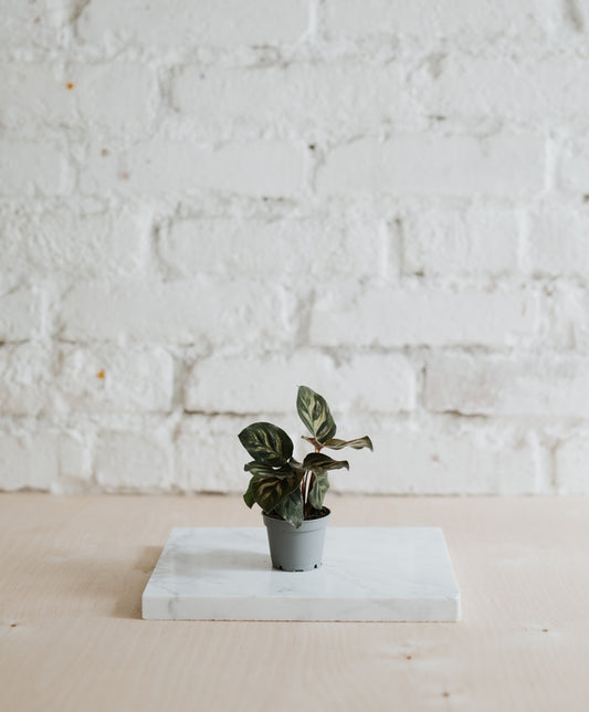Calathea Makoyana, baby