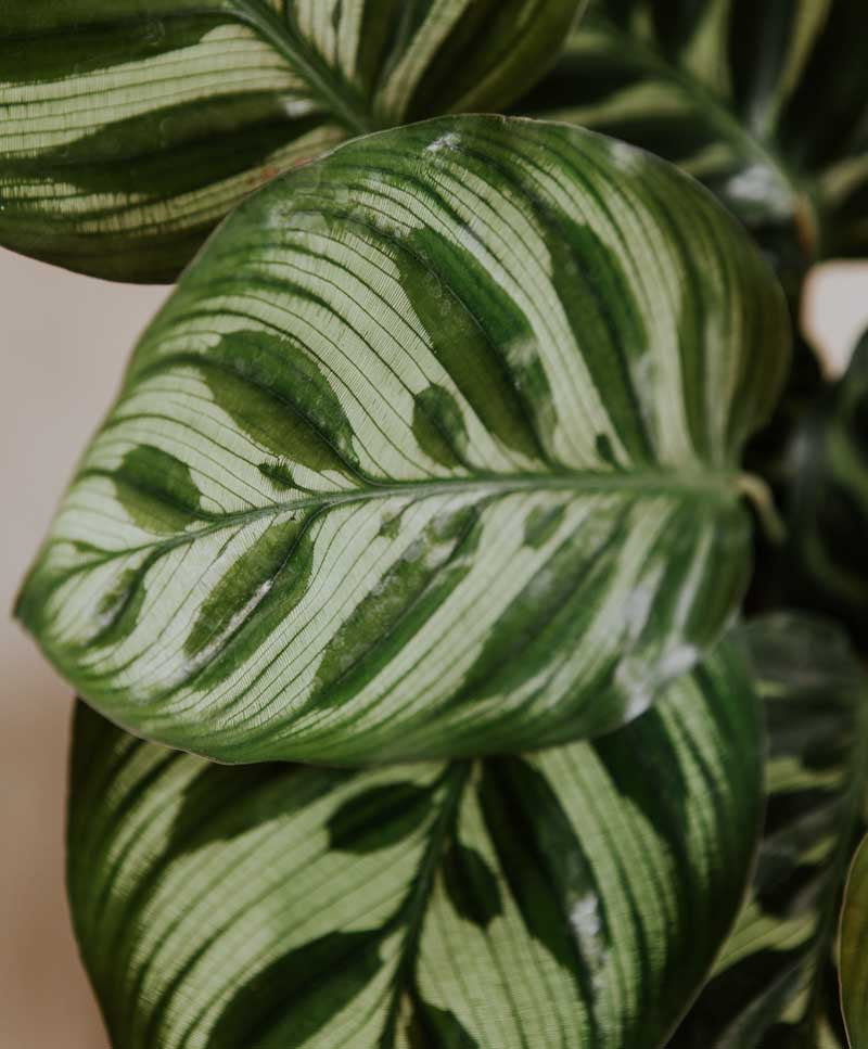 Calathea Makoyana
