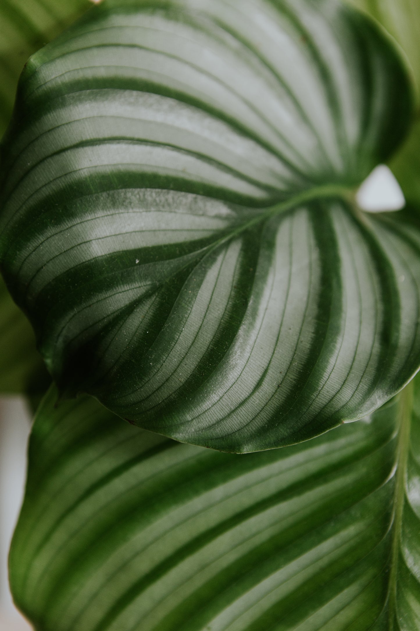 Calathea Orbifolia