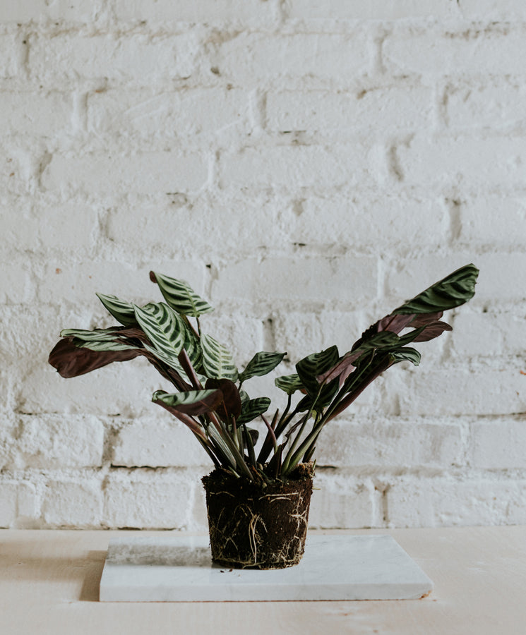 Ctenanthe Burle-marxii