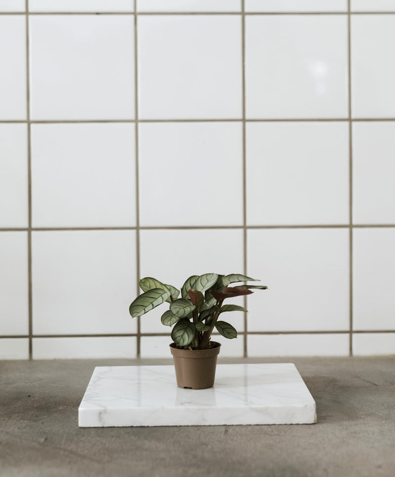 Ctenanthe Burle-marxii Amagris, baby