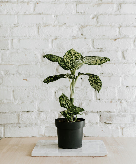 Dieffenbachia Maculata 'Reflector'