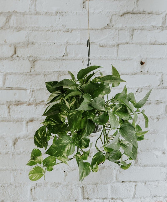 Epipremnum Aureum