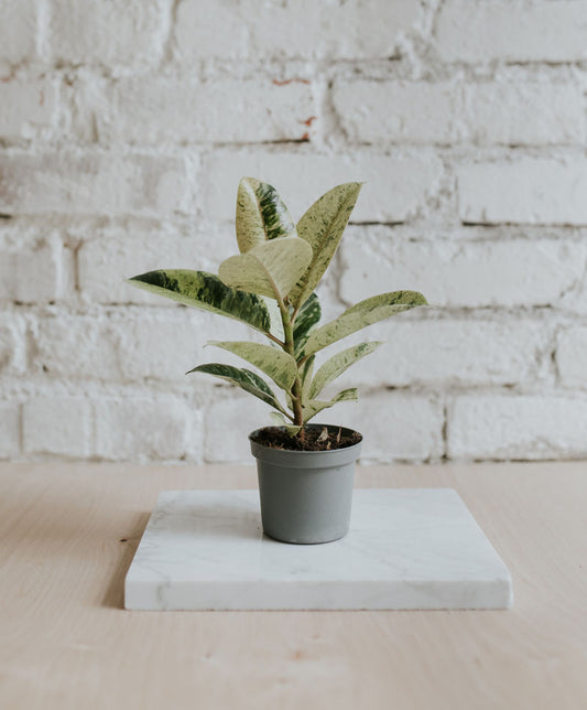Ficus Shivereana