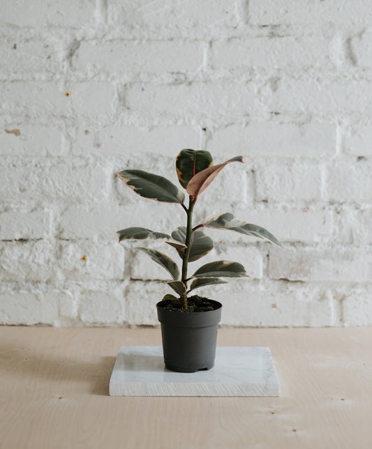 Ficus Elastica ‘Belize’