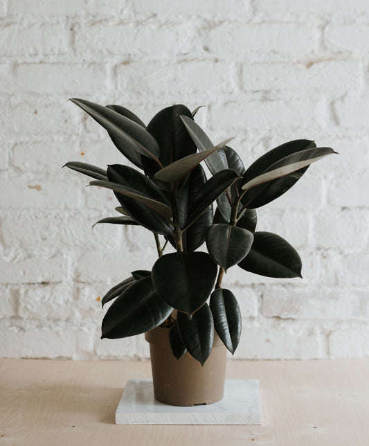 Ficus Elastica ‘Sofia’, nagy
