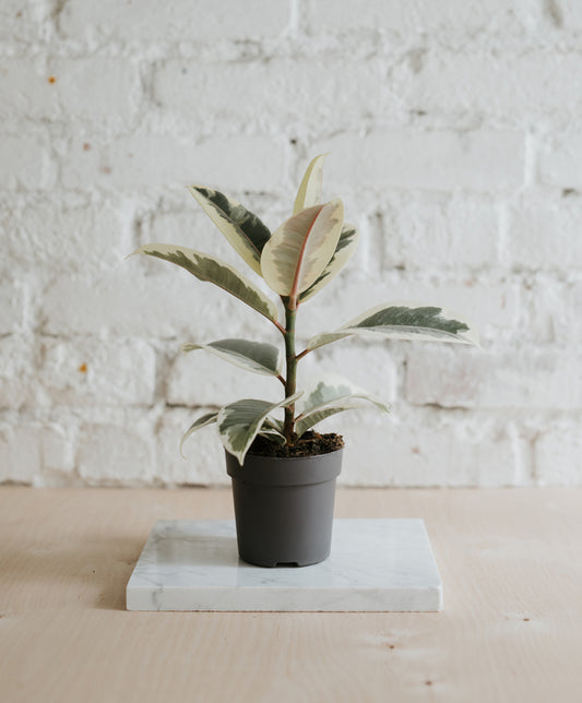 Ficus Belga Tineke