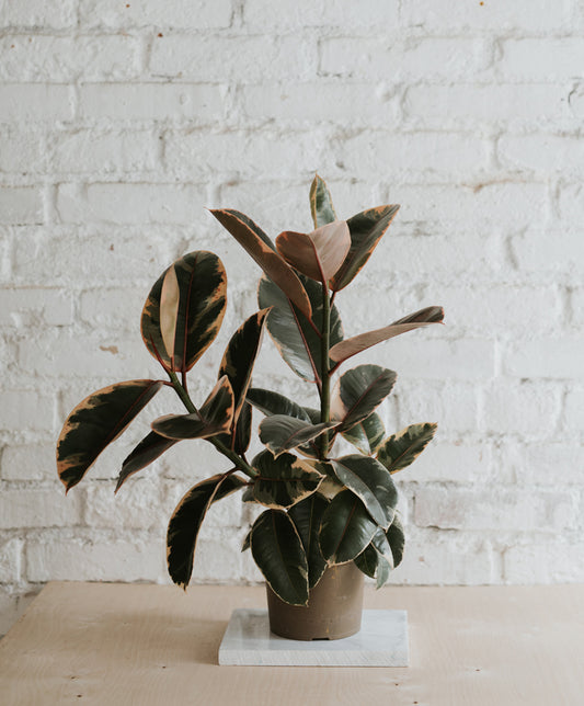 Ficus Elastica ‘Belize’, nagy