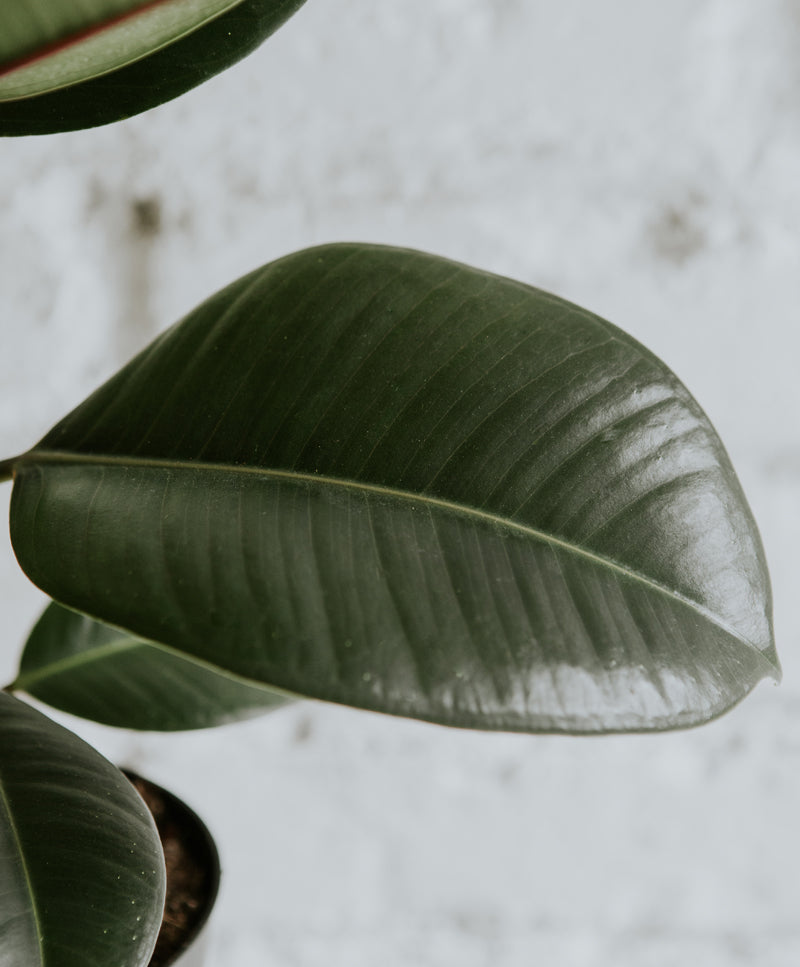 Ficus Elastica
