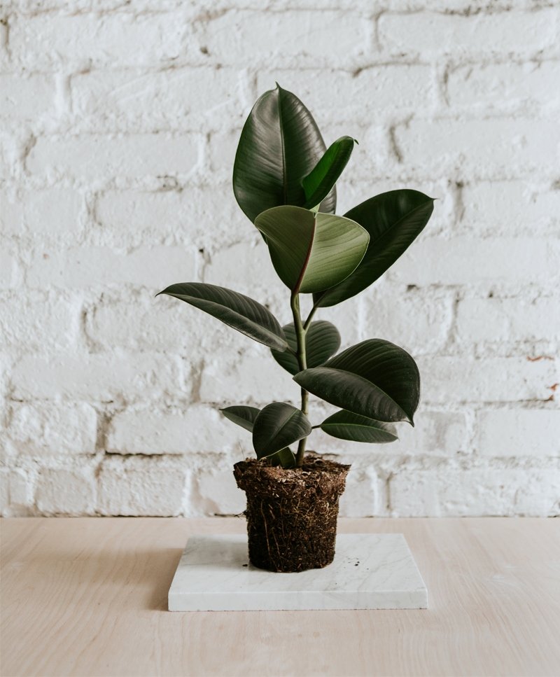 Ficus Elastica