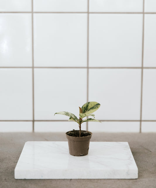 Ficus elastica 'Shivereana' baby