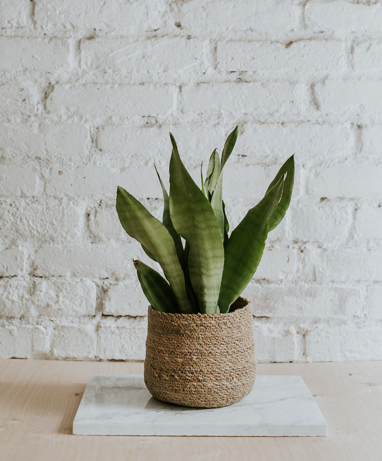Wicker basket plant pot, natur