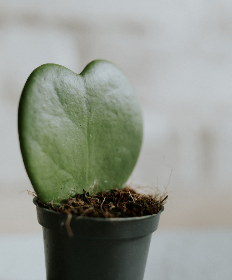 Hoya kerrii