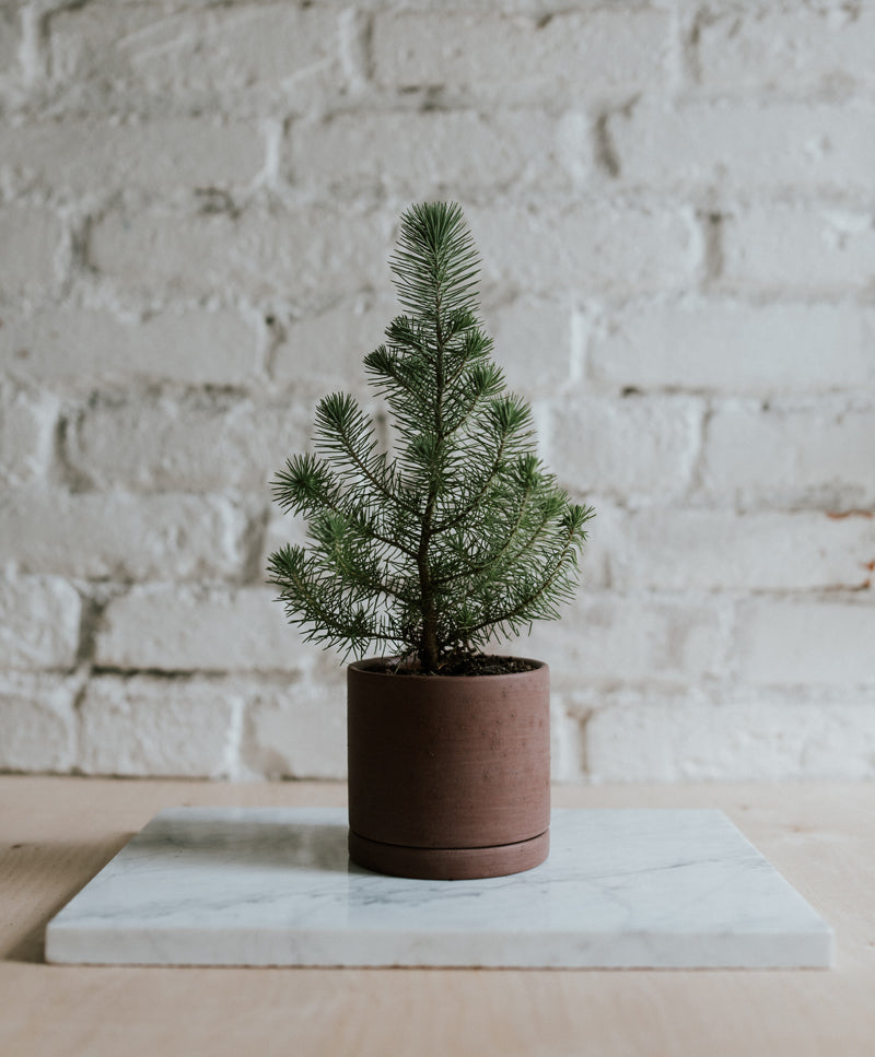 Mandulafenyő, Earth kaspóval, mini