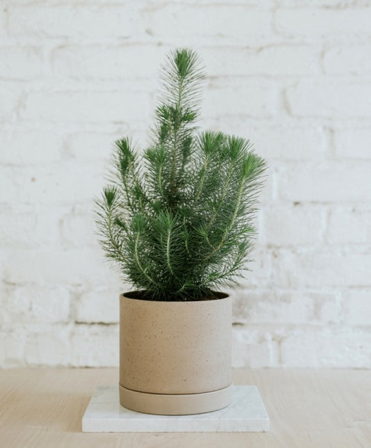 Mandulafenyő, Earth kaspóval, maxi