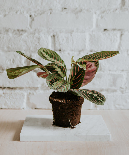 Maranta