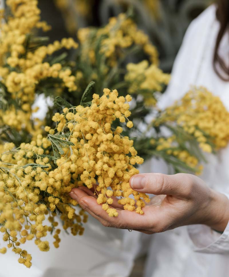 Mimóza csokor nárcisszal