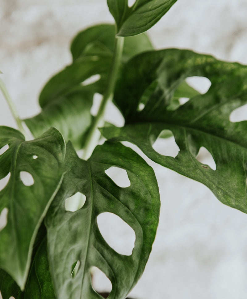 Monstera Adansonii, small