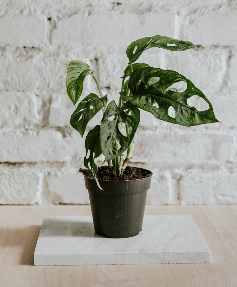 Monstera Adansonii, small