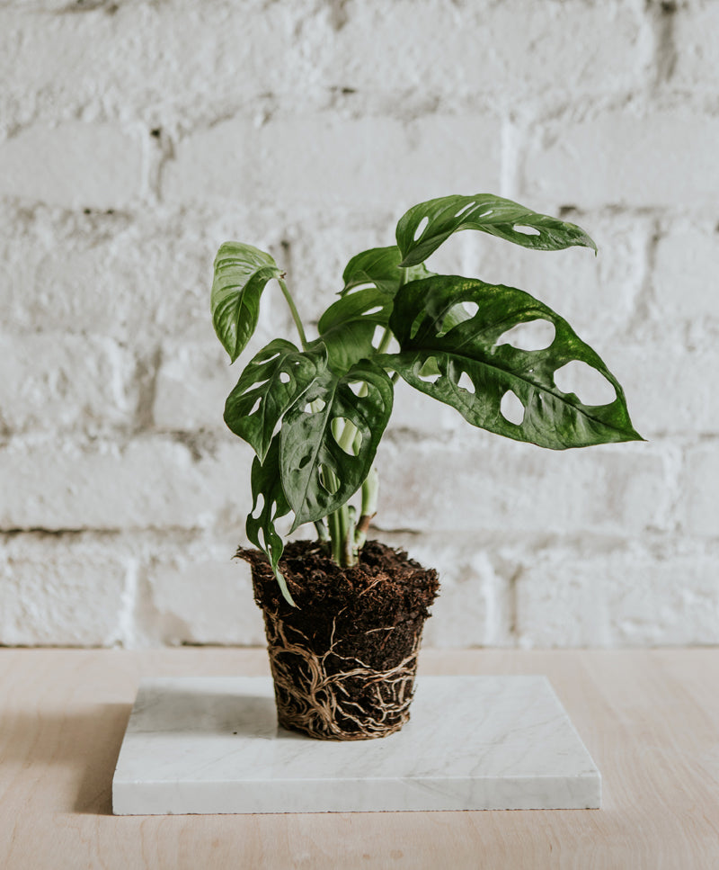 Monstera Adansonii, small