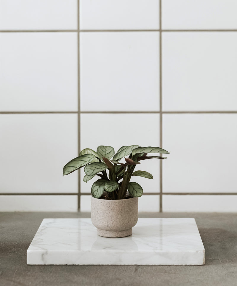 NEST kaspó, Stone grey, elevated, mini