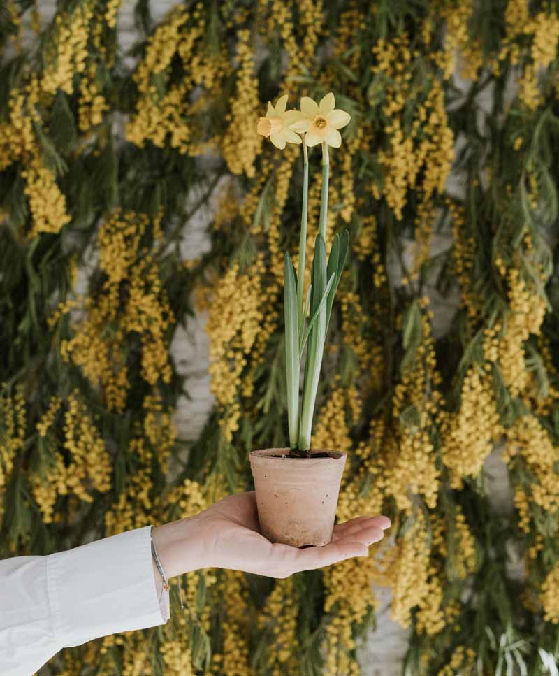 Potted Daffodil