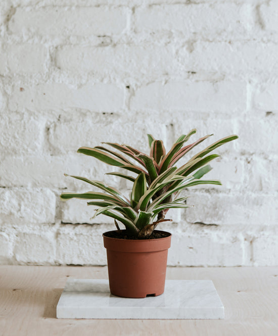Neoregelia Schultesiana Pink, nagy