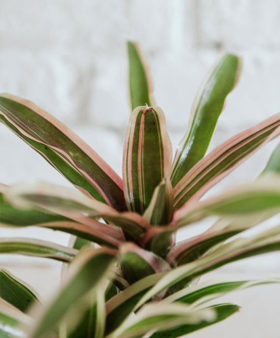 Neoregelia Schultesiana Pink, nagy