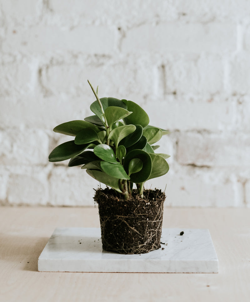 Peperomia Obtusifolia Green