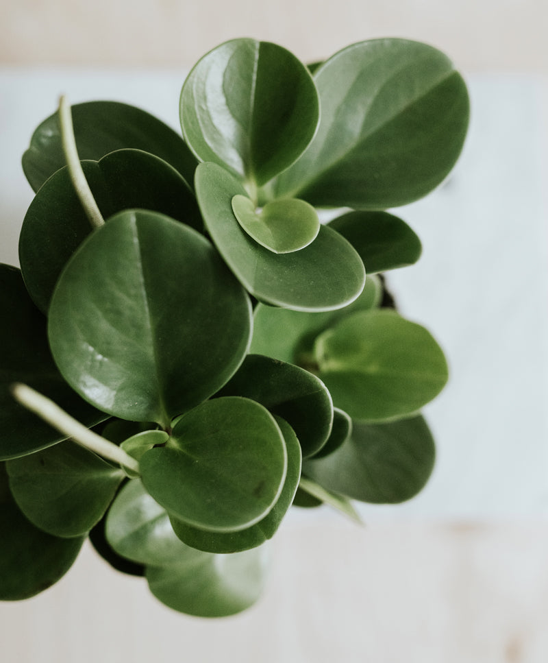 Peperomia Obtusifolia Green
