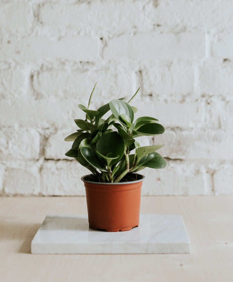 Peperomia Obtusifolia Green