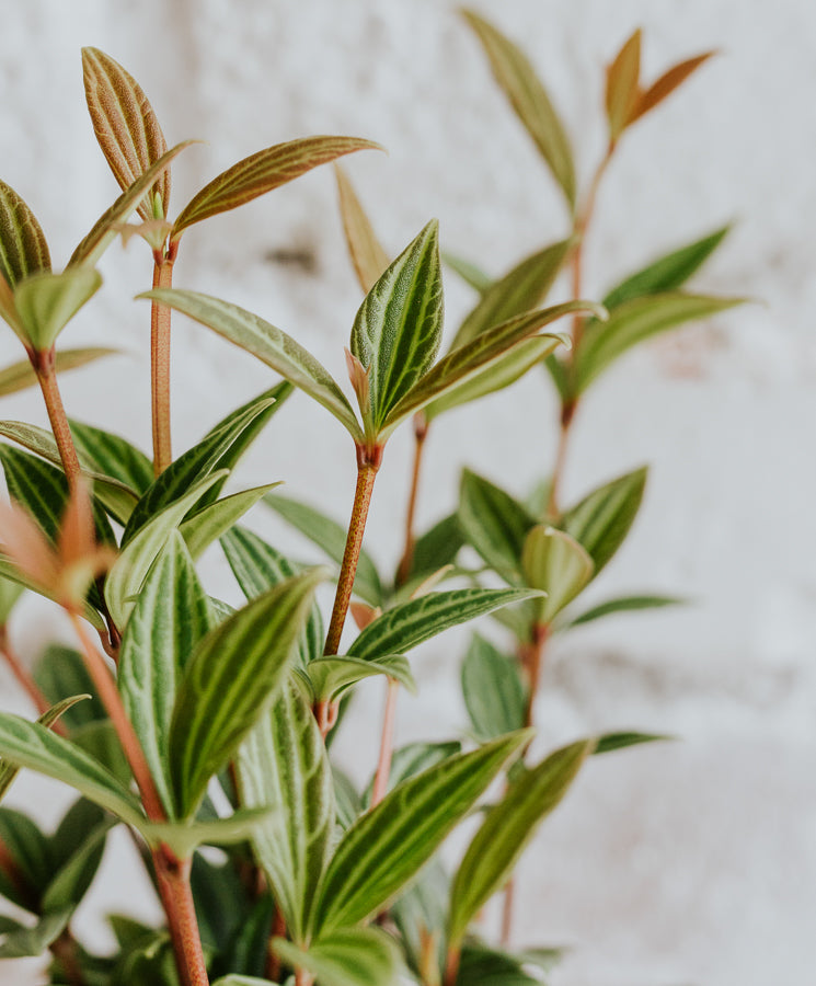Peperomia Puteolata