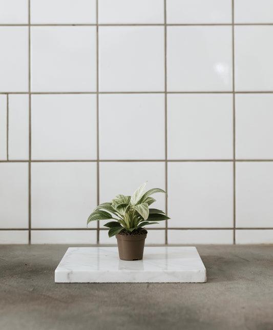 Philodendron Birkin baby