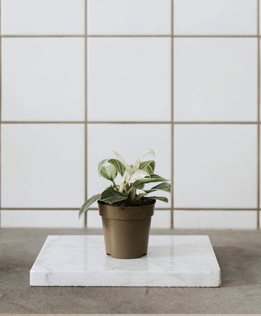 Philodendron Birkin small