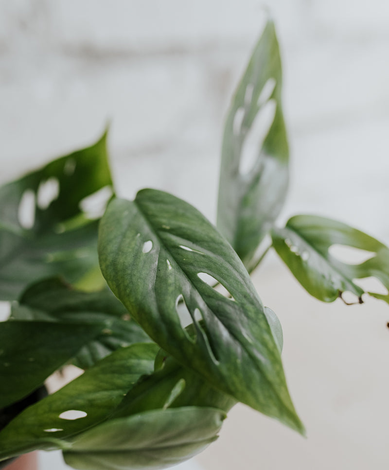 Epipremnum Cebu Blue
