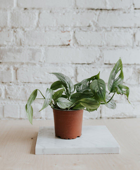 Epipremnum Cebu Blue