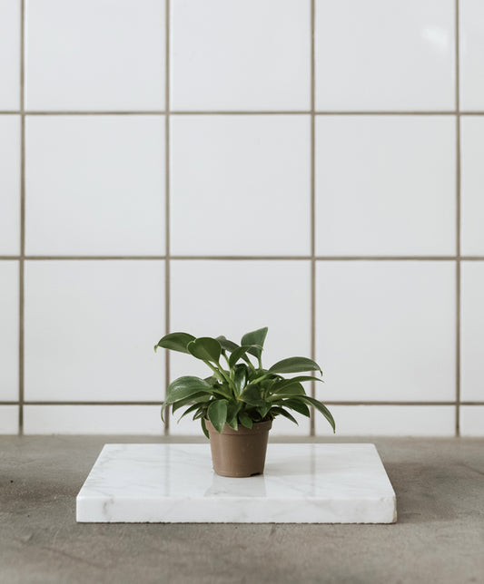 Philodendron Green Princess kicsi