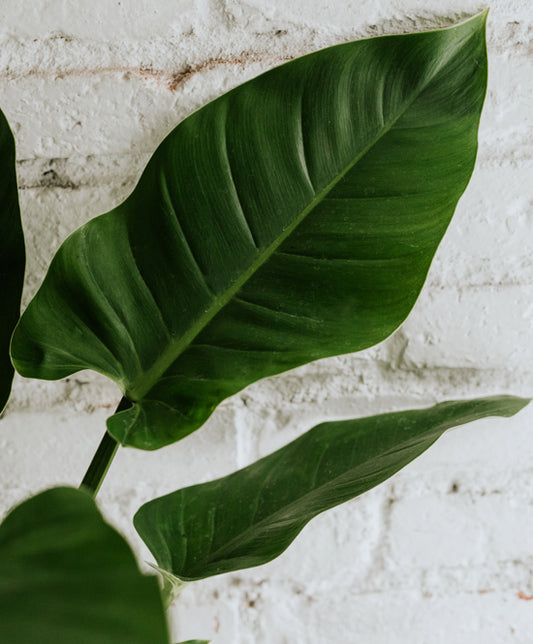 Philodendron Imperial Green kicsi