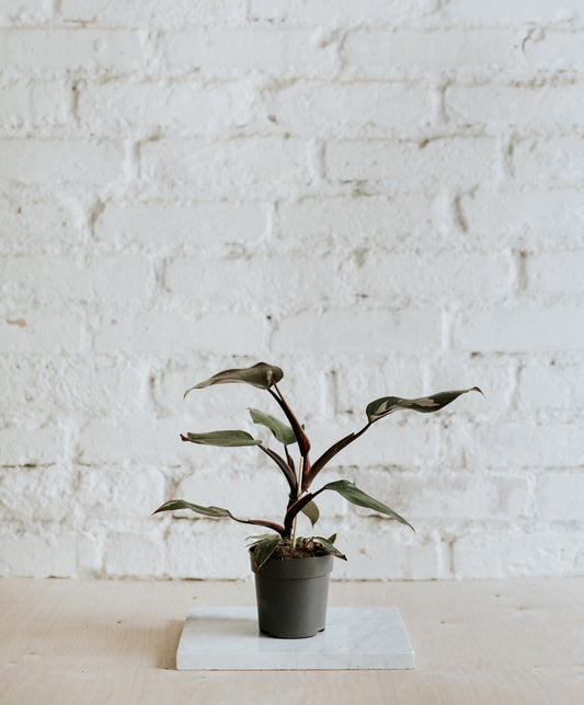 Philodendron Pink Princess, kicsi