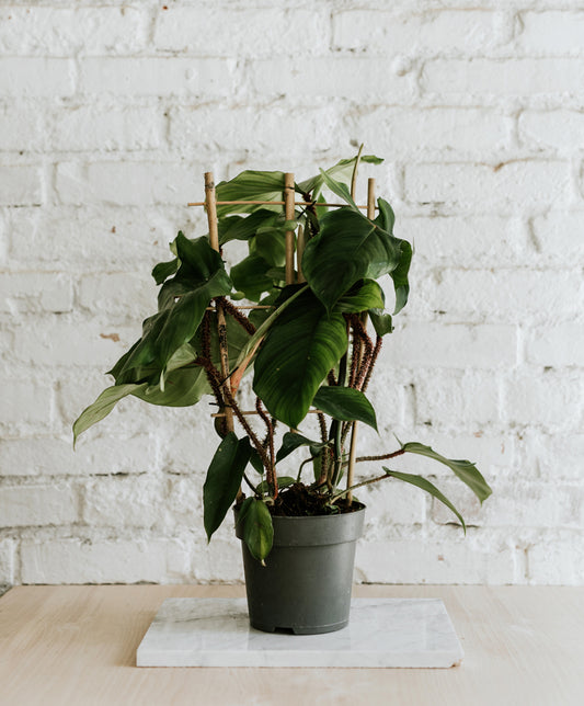 Philodendron Squamiferum nagy