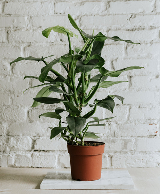Philodendron Hastatum nagy