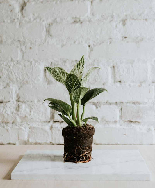 Philodendron Birkin