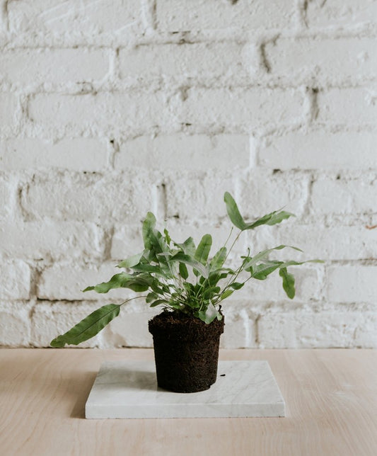 Phlebodium Aureum