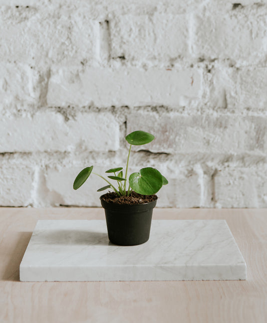 Pilea Peperomioides kicsi