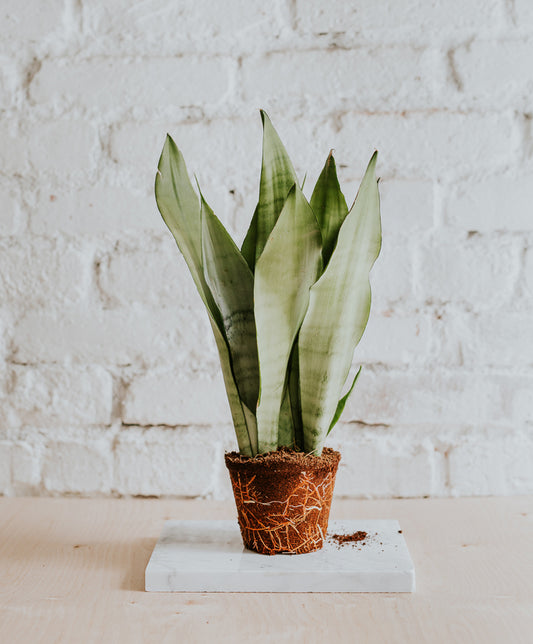 Sansevieria Moonshine, közepes