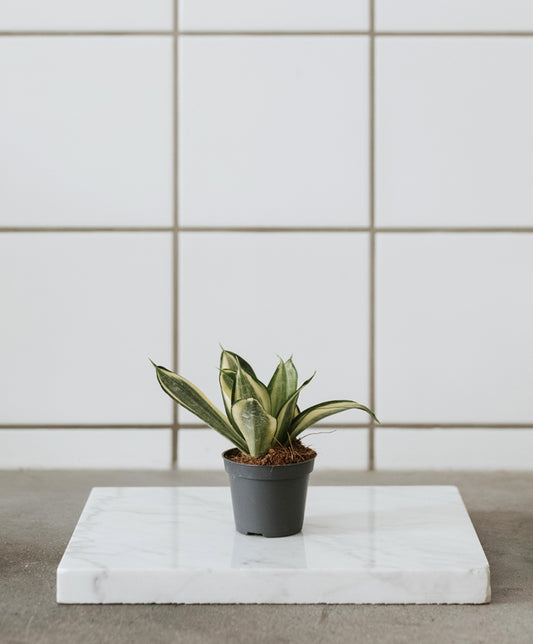 Sansevieria 'Hahnii golden' baby