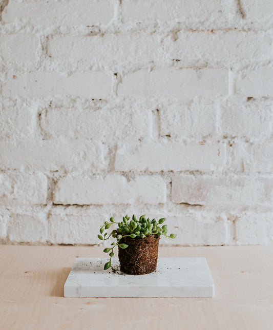 Senecio Rowleyanus baby