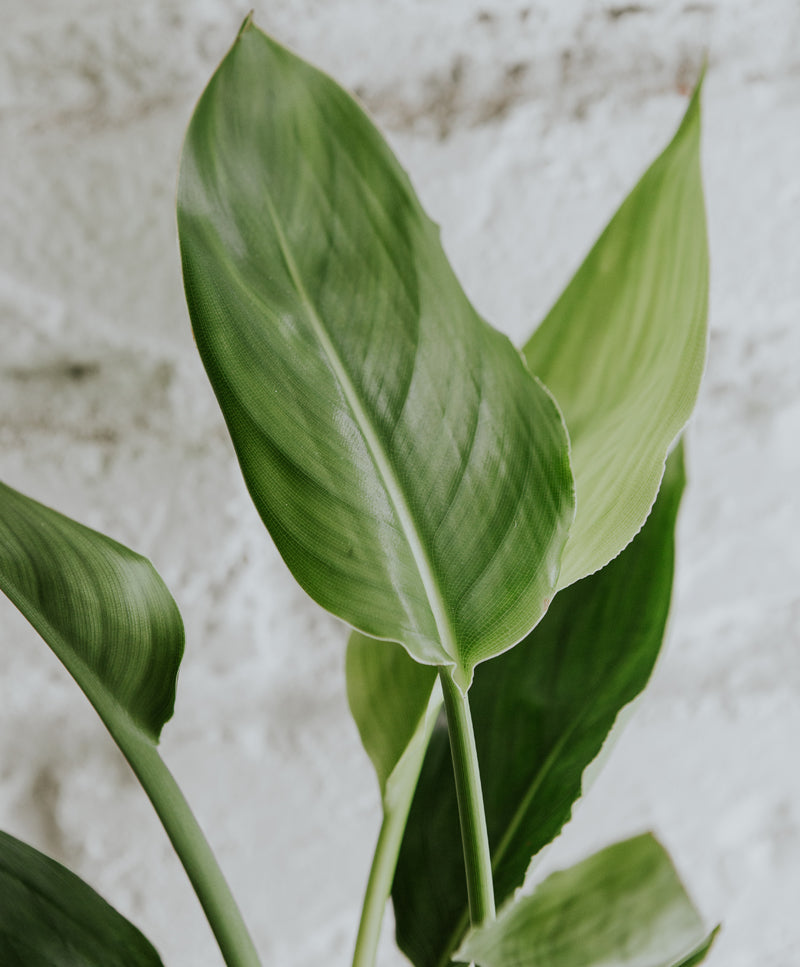 Strelitzia Nicolai, small