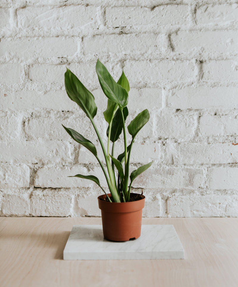 Strelitzia Nicolai, small