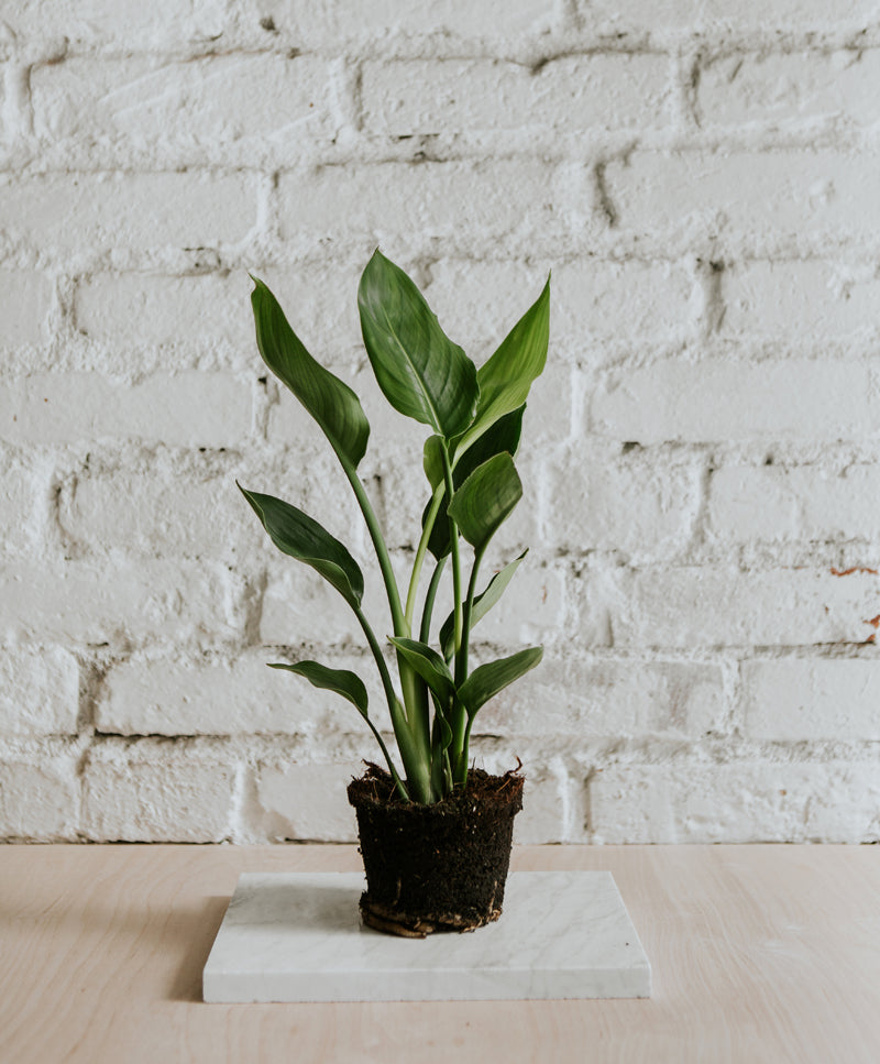 Strelitzia Nicolai, small
